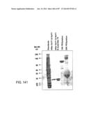 Factor IX:  Remodeling and Glycoconjugation of Factor IX diagram and image