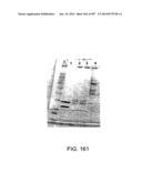 Factor IX:  Remodeling and Glycoconjugation of Factor IX diagram and image