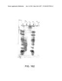 Factor IX:  Remodeling and Glycoconjugation of Factor IX diagram and image