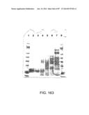 Factor IX:  Remodeling and Glycoconjugation of Factor IX diagram and image