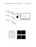 GENE ANALYSIS METHOD USING SDL-PCR diagram and image