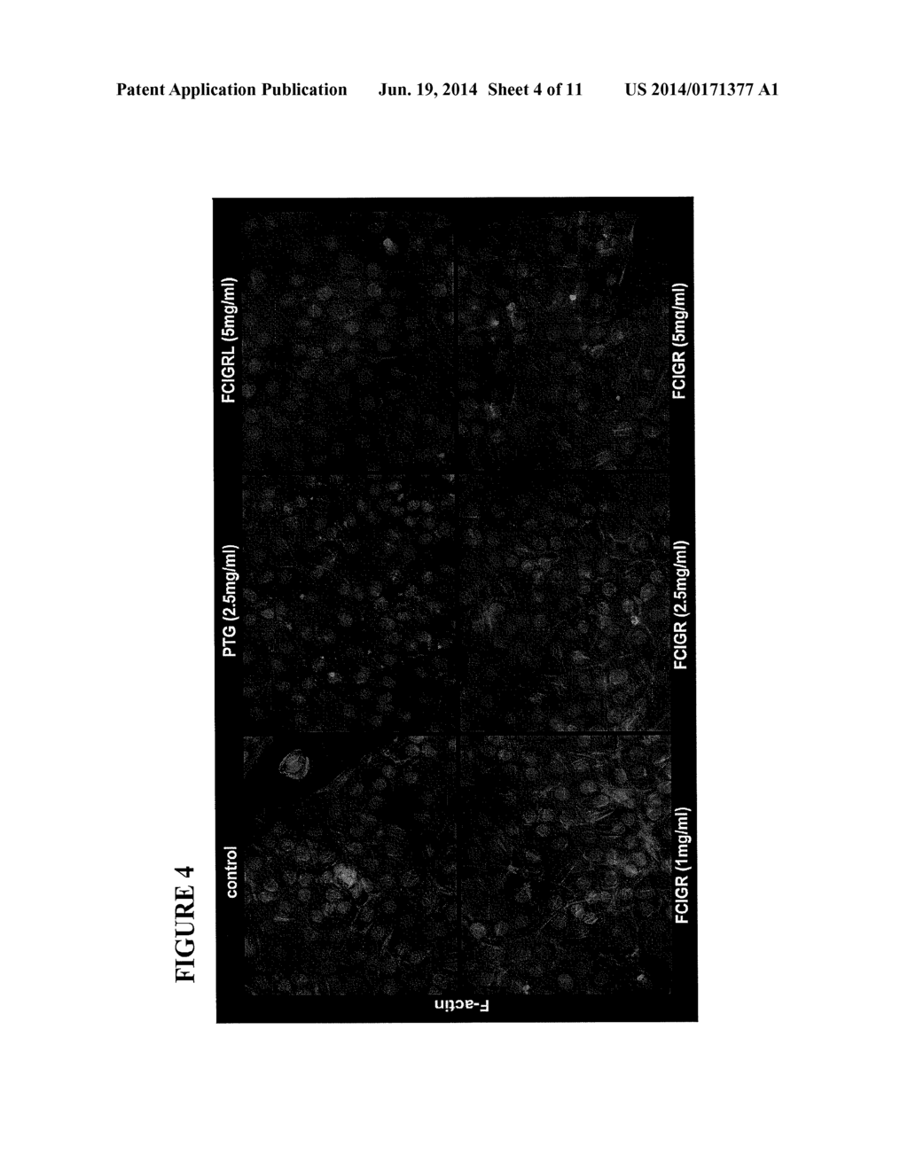 NOVEL PEPTIDES THAT ENHANCE TIGHT JUNCTION PERMEABILITY - diagram, schematic, and image 05