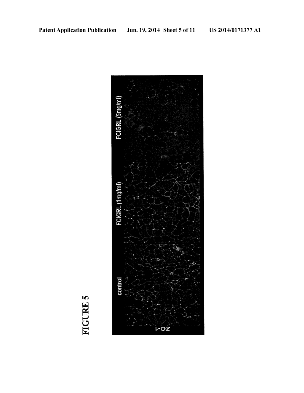 NOVEL PEPTIDES THAT ENHANCE TIGHT JUNCTION PERMEABILITY - diagram, schematic, and image 06