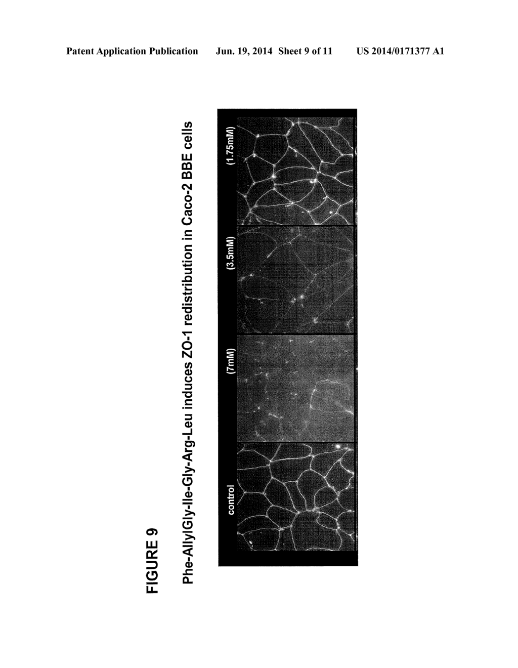 NOVEL PEPTIDES THAT ENHANCE TIGHT JUNCTION PERMEABILITY - diagram, schematic, and image 10