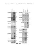 TISSUE-SPECIFIC MICRORNAS AND COMPOSITIONS AND USES THEREOF diagram and image