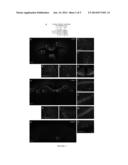 INTRANASAL DELIVERY OF AAV ENCODING THERAPEUTIC ENZYMES TO THE CENTRAL     NERVOUS SYSTEM FOR THE TREATMENT OF LYSOSOMAL STORAGE DISEASES diagram and image