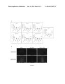 INTRANASAL DELIVERY OF AAV ENCODING THERAPEUTIC ENZYMES TO THE CENTRAL     NERVOUS SYSTEM FOR THE TREATMENT OF LYSOSOMAL STORAGE DISEASES diagram and image