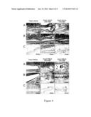 PEPTIDE-CROSSLINKED BIOACTIVE POLYMERIC MATERIALS diagram and image