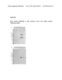 FUSION PROTEINS FORMING TRIMERS diagram and image