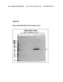 FUSION PROTEINS FORMING TRIMERS diagram and image