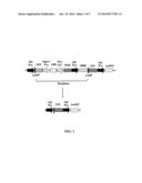 METHODS AND COMPOSITIONS FOR PRODUCING AND SELECTING TRANSGENIC WHEAT     PLANTS diagram and image