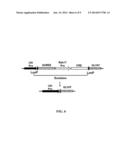 METHODS AND COMPOSITIONS FOR PRODUCING AND SELECTING TRANSGENIC WHEAT     PLANTS diagram and image