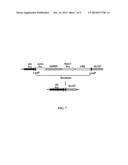 METHODS AND COMPOSITIONS FOR PRODUCING AND SELECTING TRANSGENIC WHEAT     PLANTS diagram and image