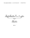 METHODS AND COMPOSITIONS FOR PRODUCING AND SELECTING TRANSGENIC WHEAT     PLANTS diagram and image