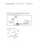 PRECISION GENE TARGETING TO A PARTICULAR LOCUS IN MAIZE diagram and image