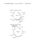 PRECISION GENE TARGETING TO A PARTICULAR LOCUS IN MAIZE diagram and image