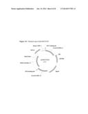 PRECISION GENE TARGETING TO A PARTICULAR LOCUS IN MAIZE diagram and image