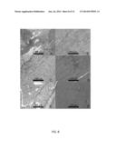 METHODS FOR IMAGING BONE PRECURSOR CELLS USING DUAL-LABELED IMAGING AGENTS     TO DETECT MMP-9 POSITIVE CELLS diagram and image