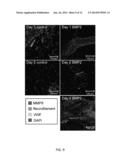 METHODS FOR IMAGING BONE PRECURSOR CELLS USING DUAL-LABELED IMAGING AGENTS     TO DETECT MMP-9 POSITIVE CELLS diagram and image