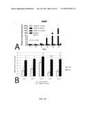 METHODS FOR IMAGING BONE PRECURSOR CELLS USING DUAL-LABELED IMAGING AGENTS     TO DETECT MMP-9 POSITIVE CELLS diagram and image