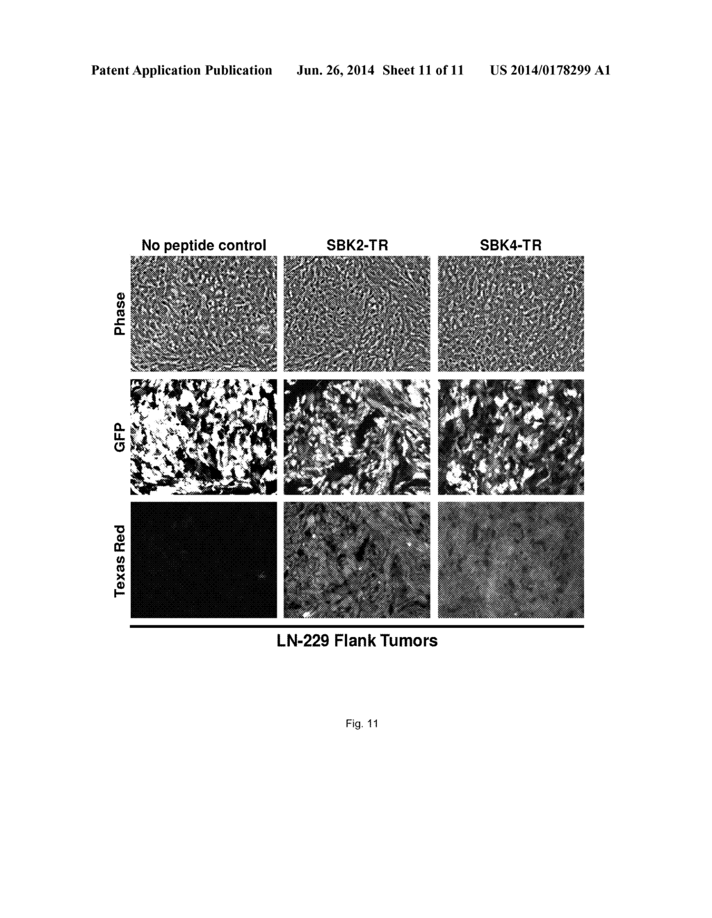 METHODS AND COMPOSITIONS FOR DETECTION OF CANCER - diagram, schematic, and image 12