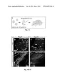 IDENTIFICATION AND USE OF ANXIOLYTIC COMPOUNDS diagram and image