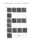 SUPPORTS AND METHODS FOR PROMOTING INTEGRATION OF CARTILAGE TISSUE     EXPLANTS diagram and image