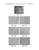 SUPPORTS AND METHODS FOR PROMOTING INTEGRATION OF CARTILAGE TISSUE     EXPLANTS diagram and image