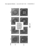 SUPPORTS AND METHODS FOR PROMOTING INTEGRATION OF CARTILAGE TISSUE     EXPLANTS diagram and image