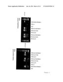 THYMIDINE KINASE diagram and image