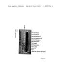 THYMIDINE KINASE diagram and image