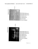 THYMIDINE KINASE diagram and image