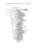 Salinosporamides and Methods of Use Thereof diagram and image