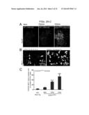 Methods of Treating Inflammatory Diseases by Targeting the Chemoattractant     Cytokine Receptor 2 (CCR2) or Chemokine (C-C motif) Ligand 2 (CCL2) diagram and image