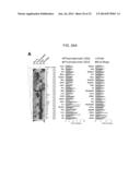 Methods of Treating Inflammatory Diseases by Targeting the Chemoattractant     Cytokine Receptor 2 (CCR2) or Chemokine (C-C motif) Ligand 2 (CCL2) diagram and image