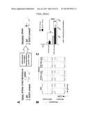 Methods of Treating Inflammatory Diseases by Targeting the Chemoattractant     Cytokine Receptor 2 (CCR2) or Chemokine (C-C motif) Ligand 2 (CCL2) diagram and image