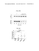 Methods of Treating Inflammatory Diseases by Targeting the Chemoattractant     Cytokine Receptor 2 (CCR2) or Chemokine (C-C motif) Ligand 2 (CCL2) diagram and image