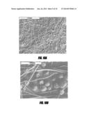 HEMOSTATIC AGENT FOR TOPICAL AND INTERNAL USE diagram and image