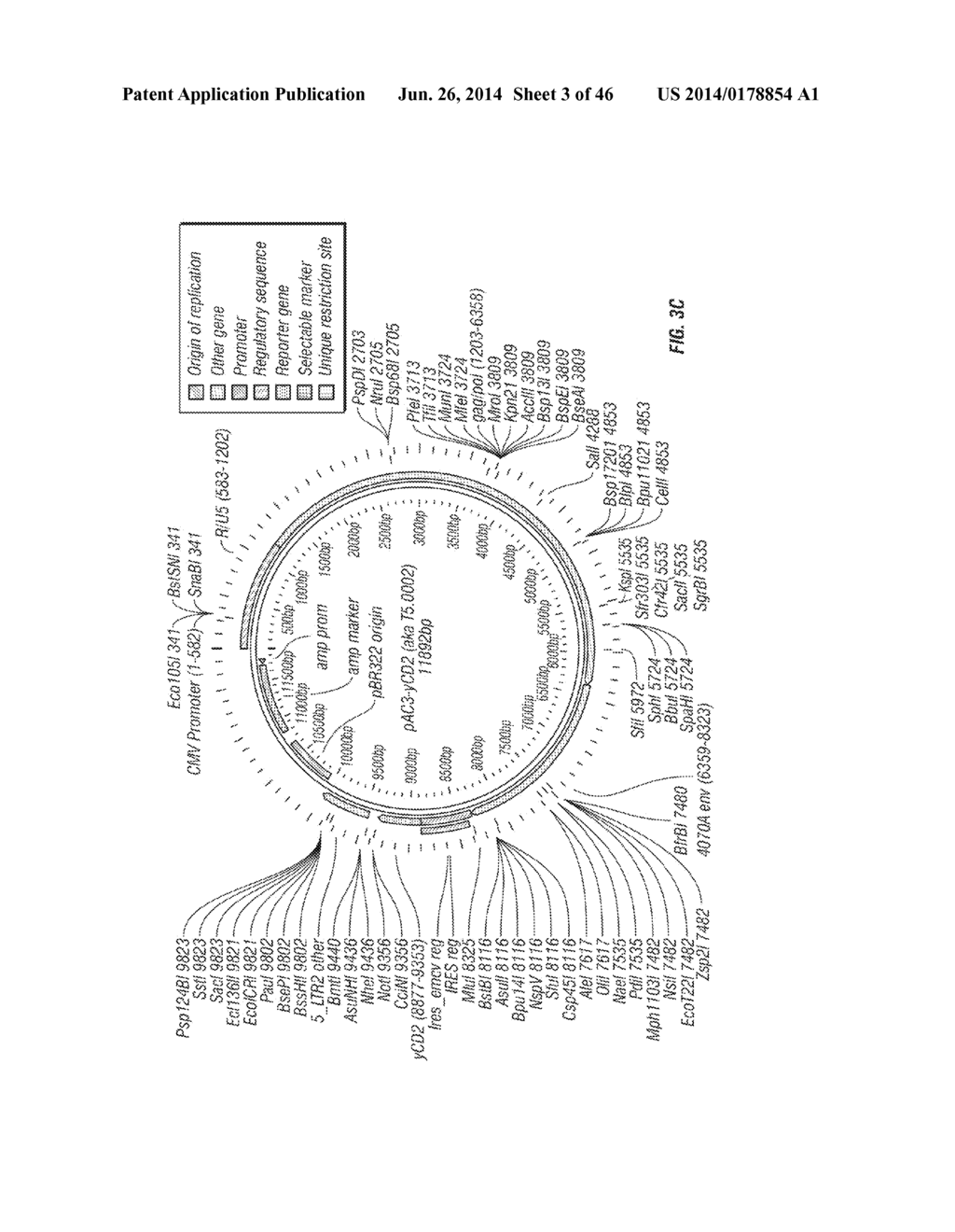 ANTISERA ASSAYS FOR MLV RELATED VIRUSES IN HUMANS AND OTHER MAMMALS - diagram, schematic, and image 04