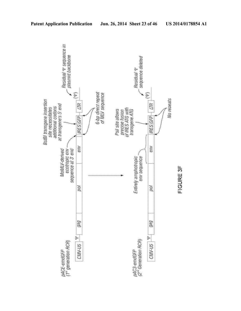 ANTISERA ASSAYS FOR MLV RELATED VIRUSES IN HUMANS AND OTHER MAMMALS - diagram, schematic, and image 24