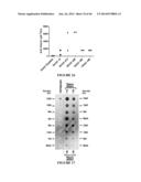 ANTISERA ASSAYS FOR MLV RELATED VIRUSES IN HUMANS AND OTHER MAMMALS diagram and image