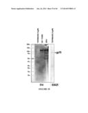 ANTISERA ASSAYS FOR MLV RELATED VIRUSES IN HUMANS AND OTHER MAMMALS diagram and image