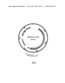 Cyanobacterium sp. Host Cell and Vector for Production of Chemical     Compounds in Cyanobacterial Cultures diagram and image