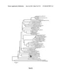 Cyanobacterium sp. Host Cell and Vector for Production of Chemical     Compounds in Cyanobacterial Cultures diagram and image