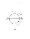 Cyanobacterium sp. Host Cell and Vector for Production of Chemical     Compounds in Cyanobacterial Cultures diagram and image