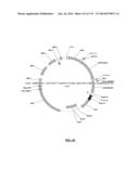 Cyanobacterium sp. Host Cell and Vector for Production of Chemical     Compounds in Cyanobacterial Cultures diagram and image