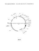 Cyanobacterium sp. Host Cell and Vector for Production of Chemical     Compounds in Cyanobacterial Cultures diagram and image