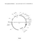 Cyanobacterium sp. Host Cell and Vector for Production of Chemical     Compounds in Cyanobacterial Cultures diagram and image