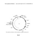 Cyanobacterium sp. Host Cell and Vector for Production of Chemical     Compounds in Cyanobacterial Cultures diagram and image