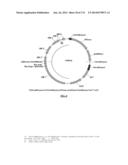 Cyanobacterium sp. Host Cell and Vector for Production of Chemical     Compounds in Cyanobacterial Cultures diagram and image